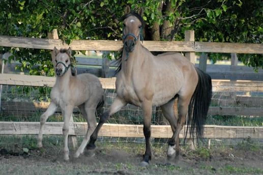 Xana and Zorya Xana and Zorya